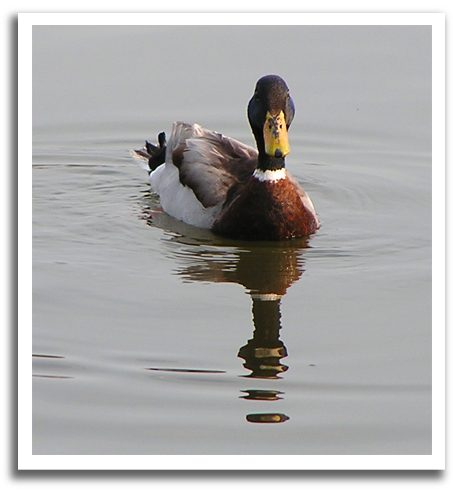 duckkdfweb.JPG (124594 bytes)