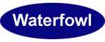 Waterfowl